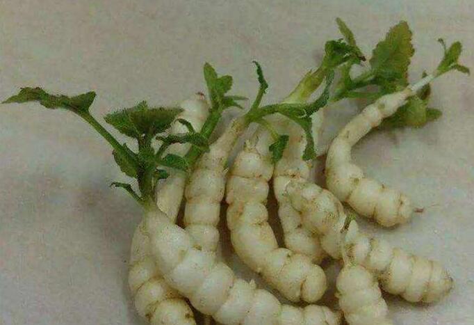 养猪- 热门商品专区