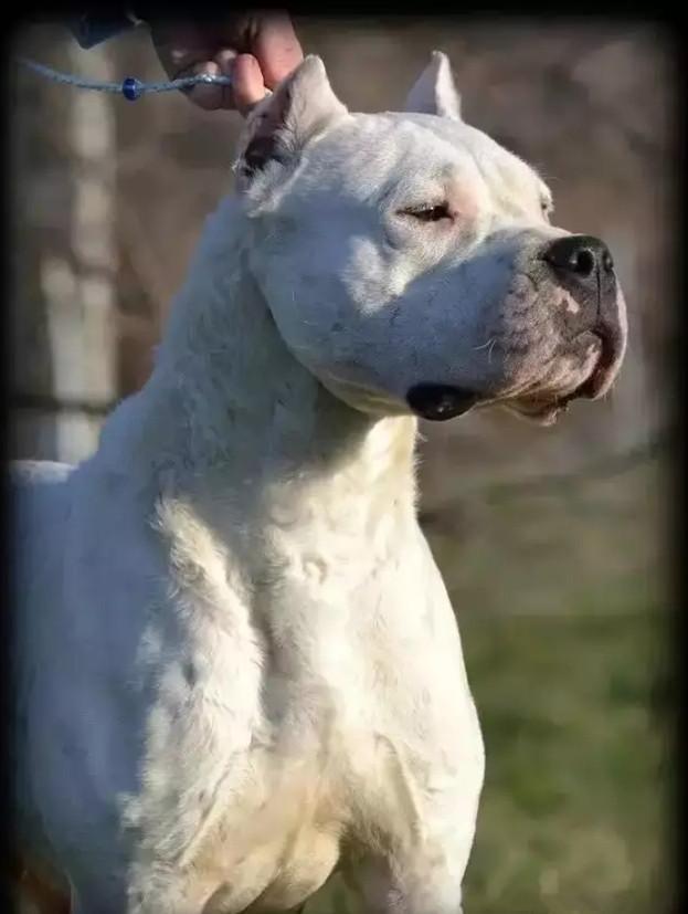 现在养一只纯种杜高犬一般多少钱?这种类型的狗狗好养吗?