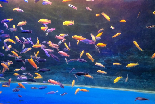 济南大明湖的海底世界,孩子玩耍的天堂