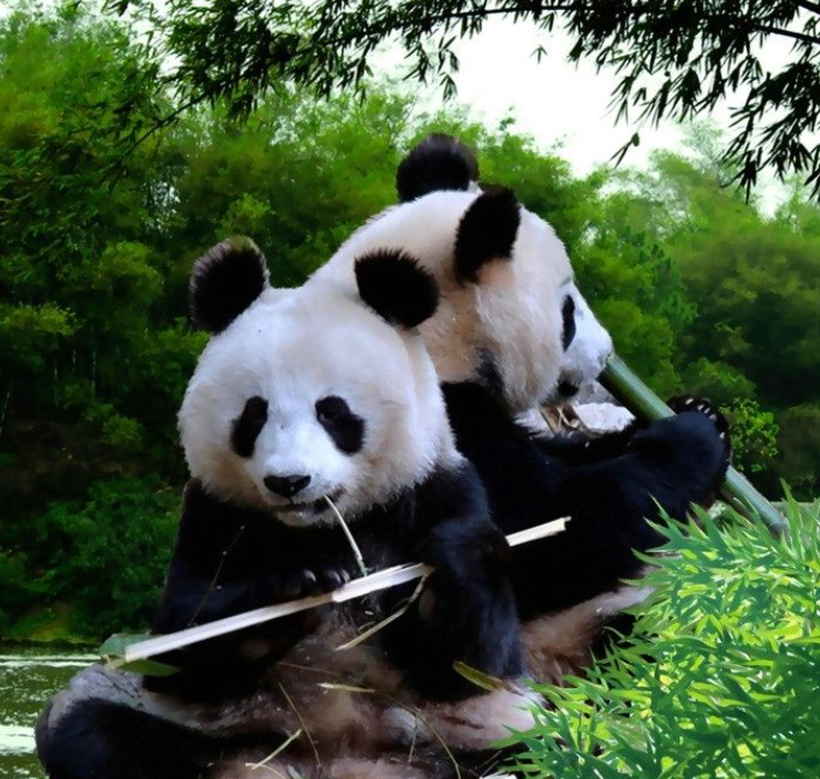 大熊猫吃竹子,奶爸突然从背后偷袭,滚滚:懒得理你,幼稚鬼!