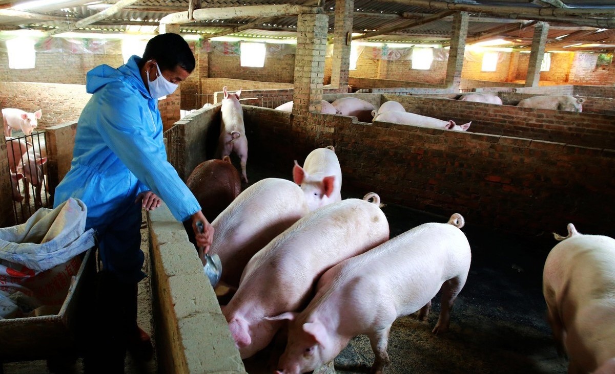 猪舍内温度对猪群生长发育和健康有着密切的关系,所以养猪人在饲养