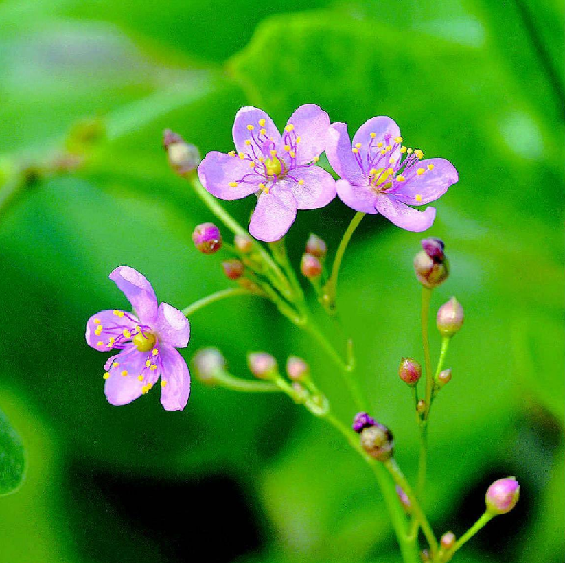 小知识:因为栌兰在每天下午的申时开花,所以也叫申时花.