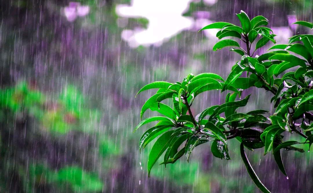 诗雨叶壁纸图片