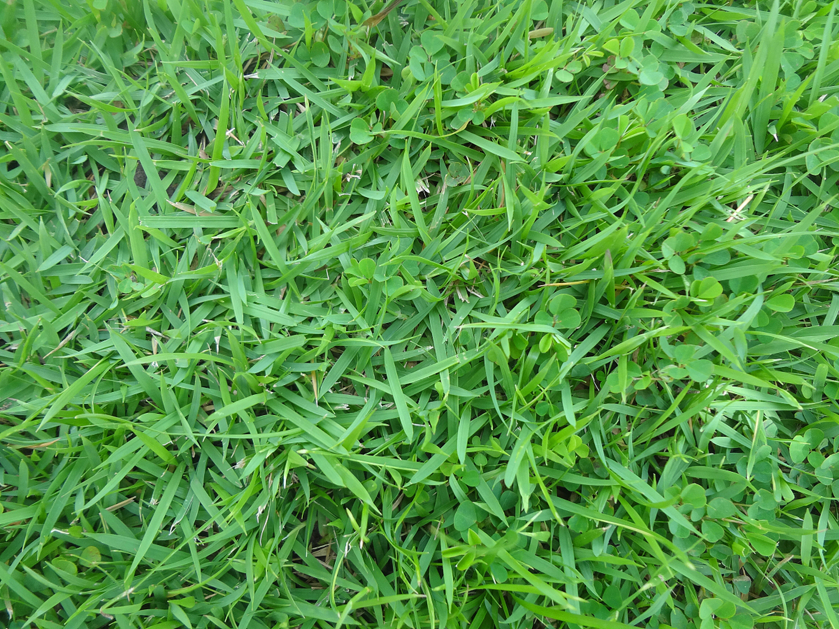 养猪专用草种包括紫花苜蓿,红豆草,冰草和俄罗斯饲料菜等,这些草种