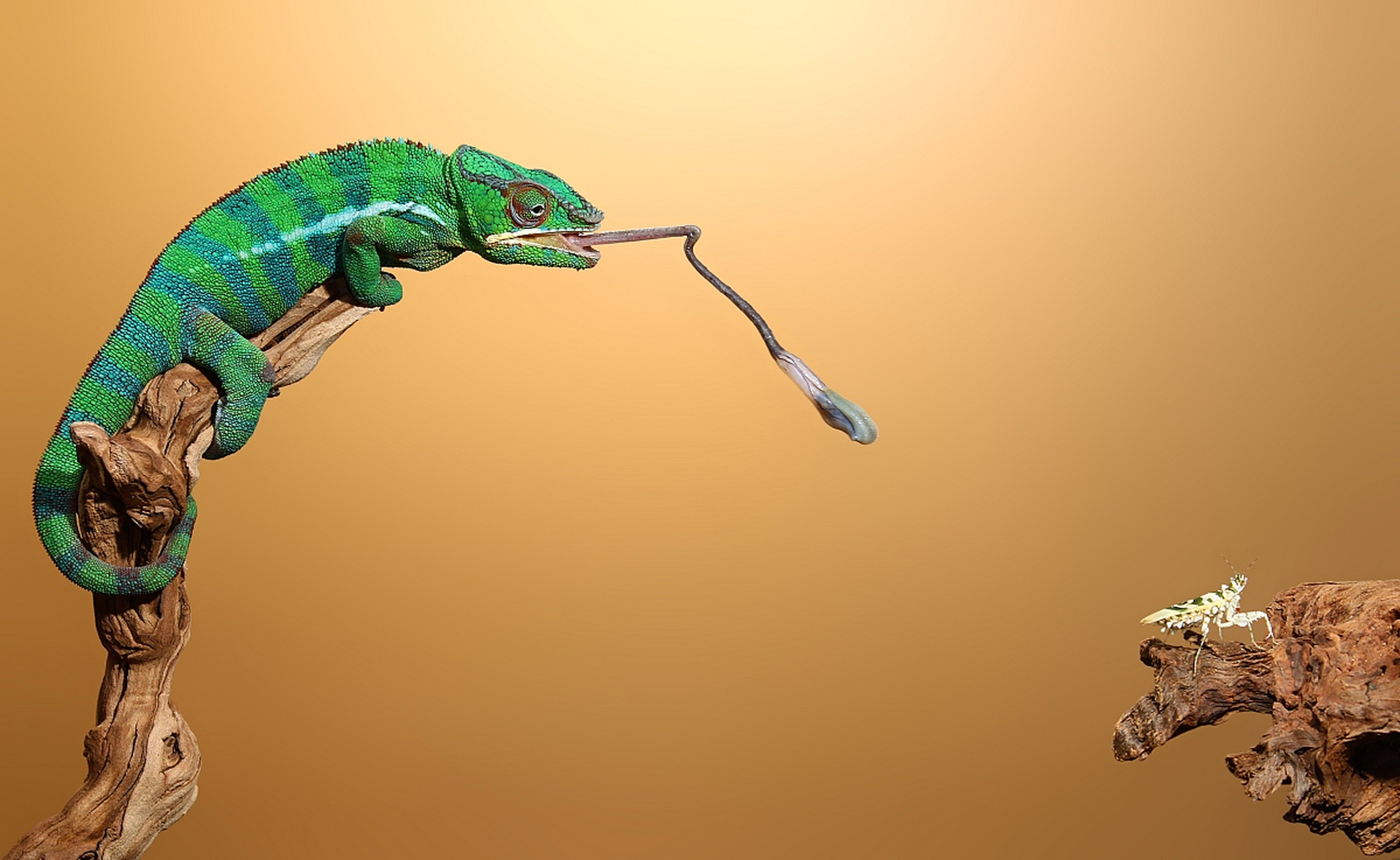 动物趣图# 变色龙弹射舌头捕猎