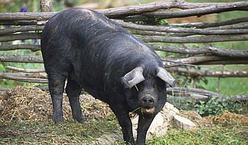 秦岭山中两位老人,喂了一头快200斤重的大黑猪,这个年有滋有味