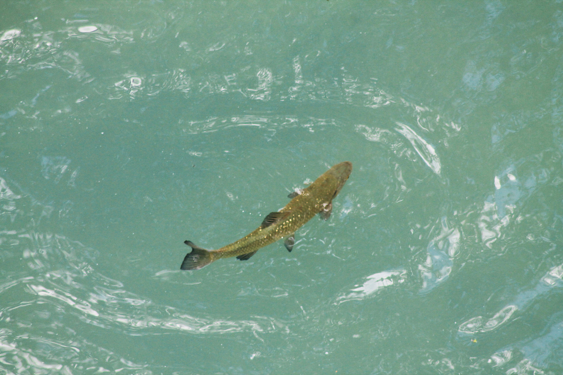 "相濡以沫,不如相忘于江湖".