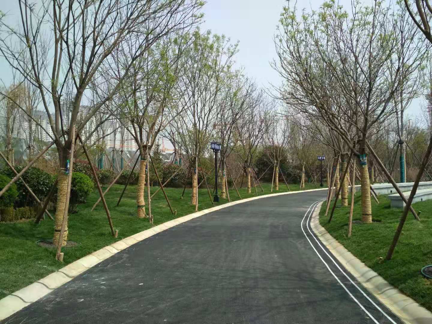 公路两侧绿化带植物图片