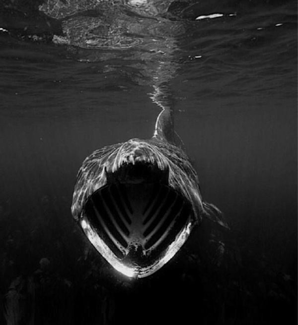 深海恐惧图片测试图片