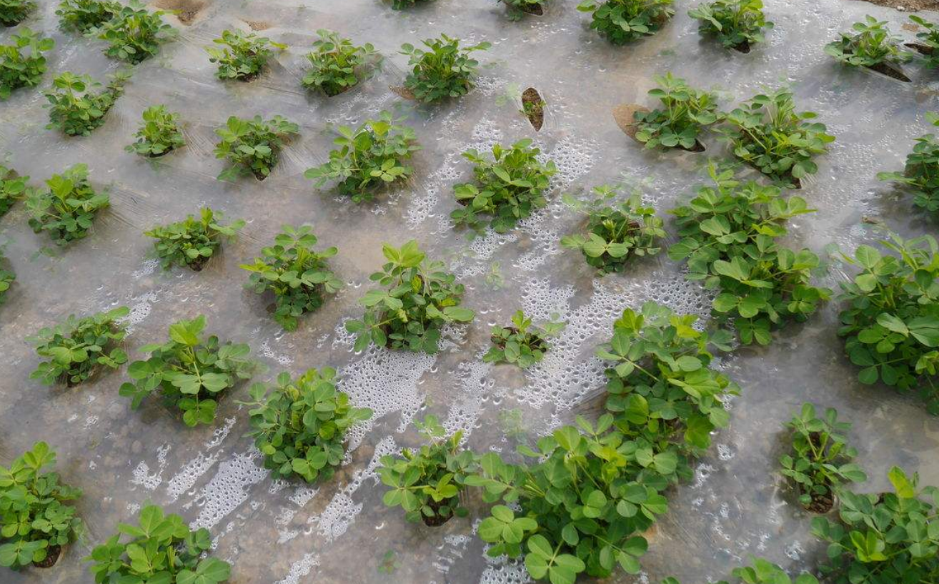 花生地膜种植技术 - 2020年最新商品信息聚合专区 - 百度爱采购