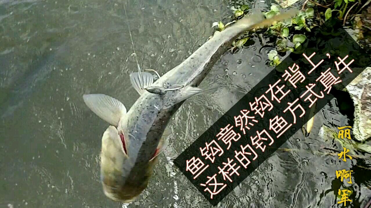 鱼钩竟然钩在鱼背上,这样的钓鱼方式真牛,效率高,大丰收!