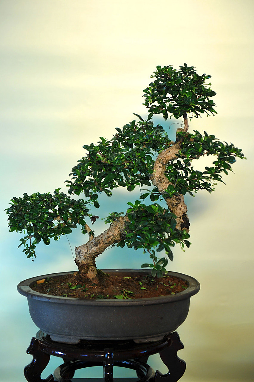 盆景# 适合新手种的家庭盆景之福建茶 福建茶原本是一种茶树的怂 