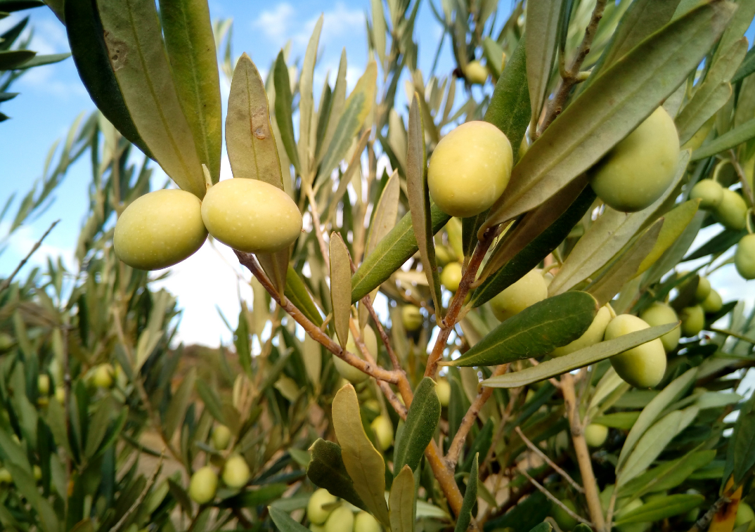 橄榄果树橄榄果树 - 2020年最新商品信息聚合专区 - 百度爱采购