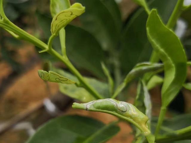 注意了:柑橘潜叶蛾的发生或与溃疡病的传播有着非常重要的关系