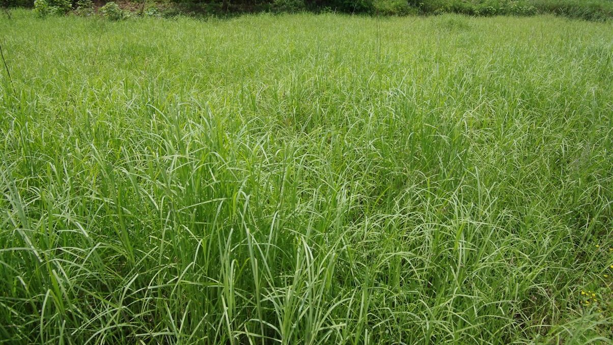 你知道扁穗牛鞭草有什么用吗