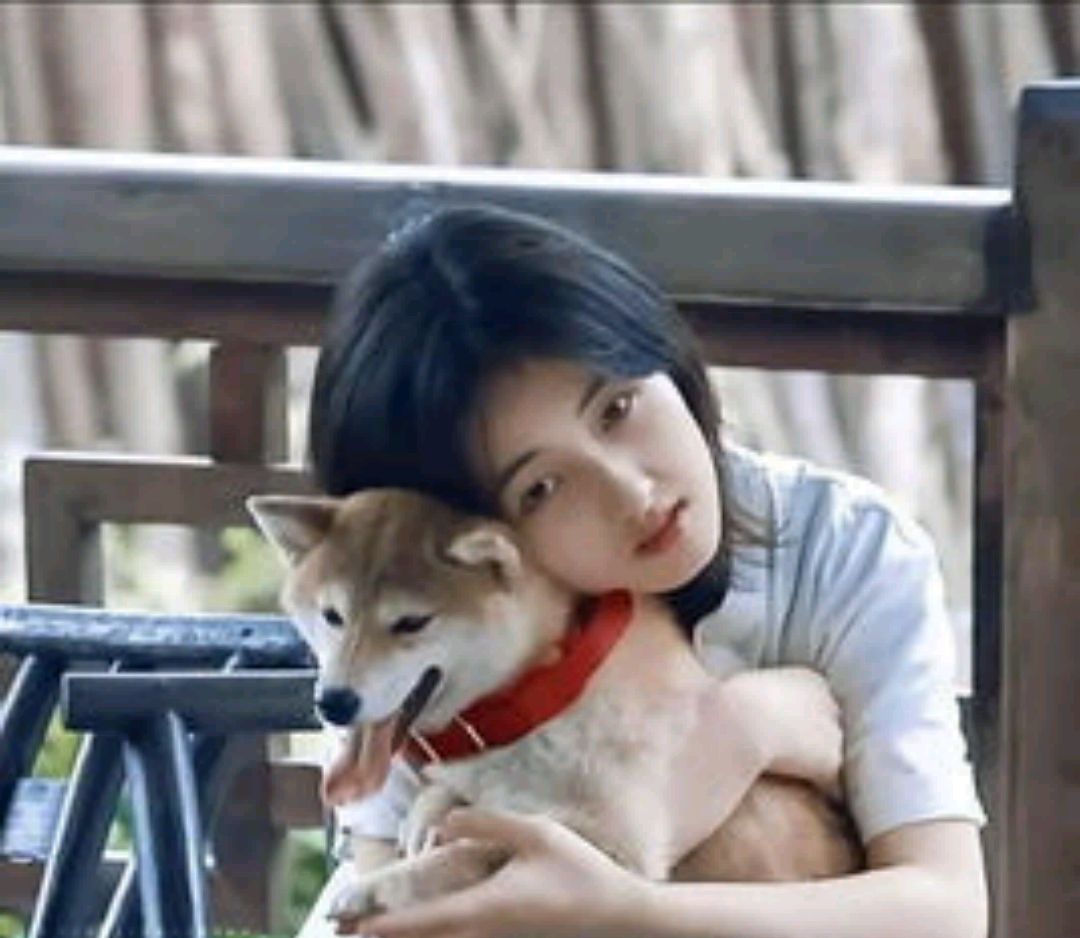 张子枫与小锅:少女与柴犬的温暖陪伴