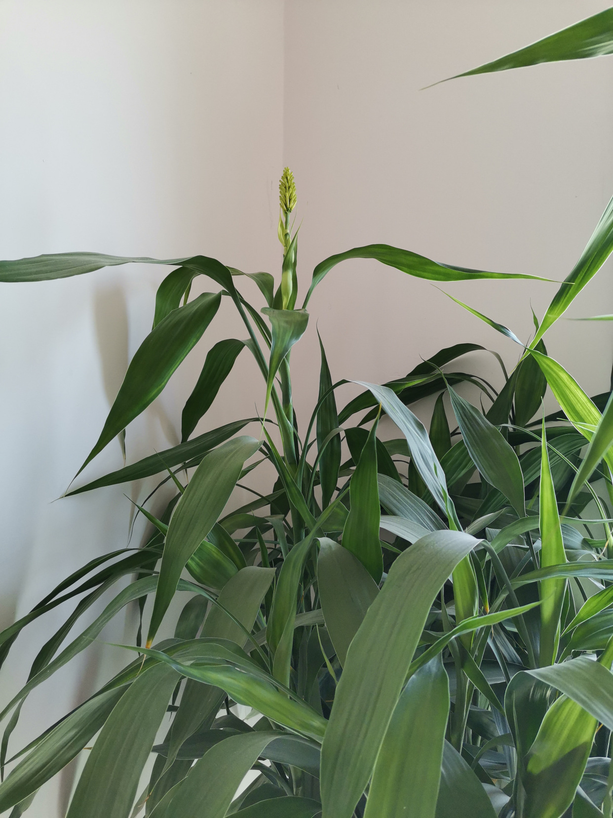 富贵竹开花,你见过吗