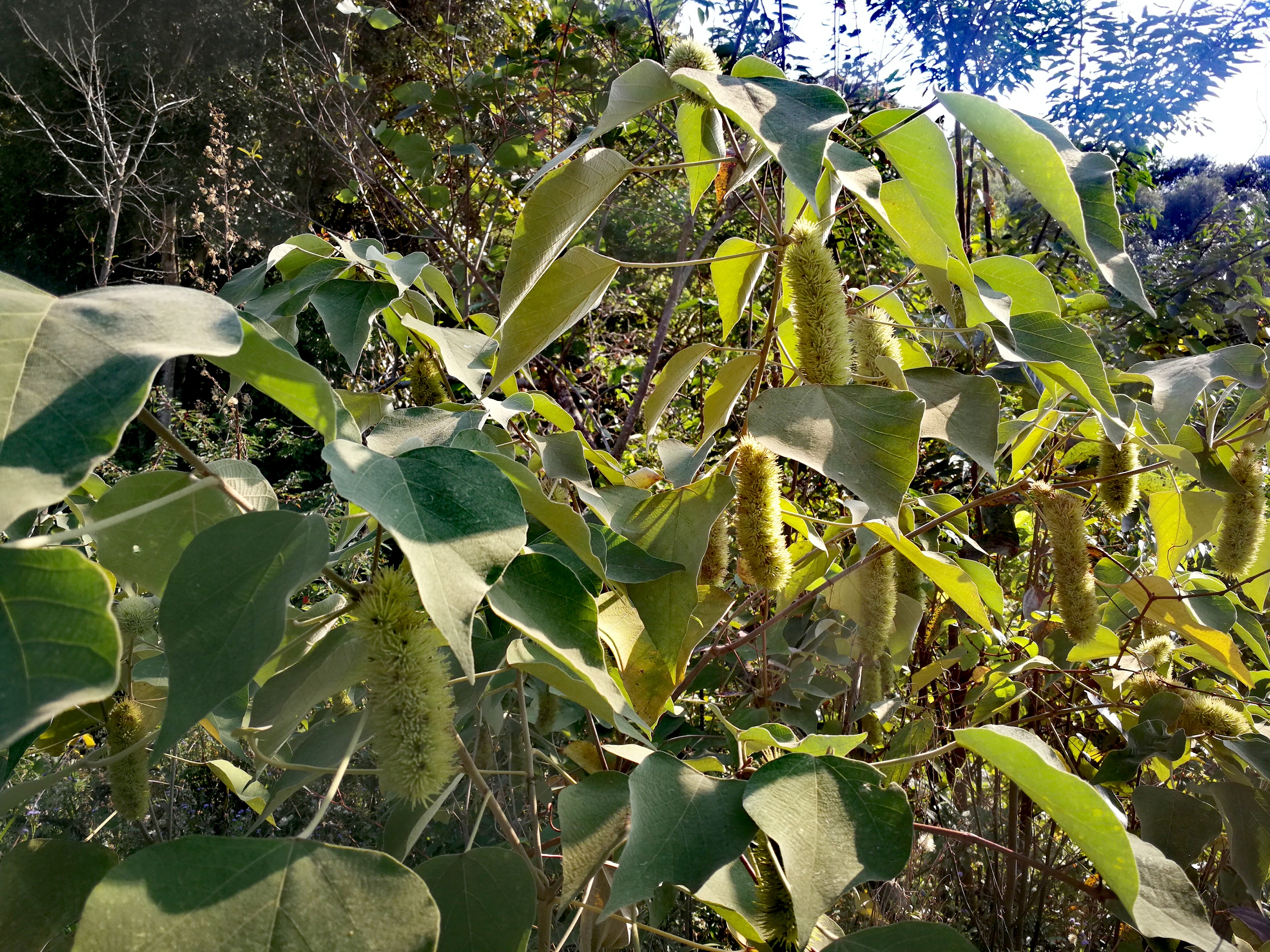 长得像毛毛虫的白背叶野桐,竟然还有不少你所不知的用途