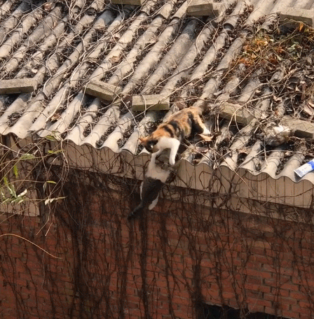 狸花猫挂在空中求救,同伴趁机下黑手,真是一只心机猫啊