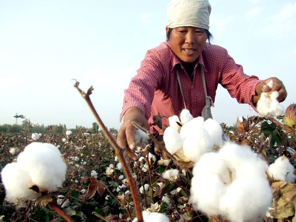 地头收棉花的多,扎花厂也抢购,价格上涨,棉农为何恨得掐大腿?