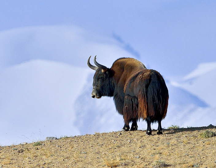 旅游:中国新疆无人区映像,阿尔金高原野牦牛