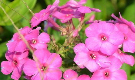 "精品玫瑰"金香玉,花开金碧辉煌,芳姿耀眼