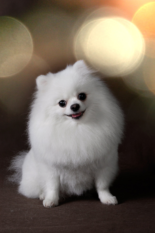 陪伴我的博美犬突然走了,博美犬的寿命到底有多长?