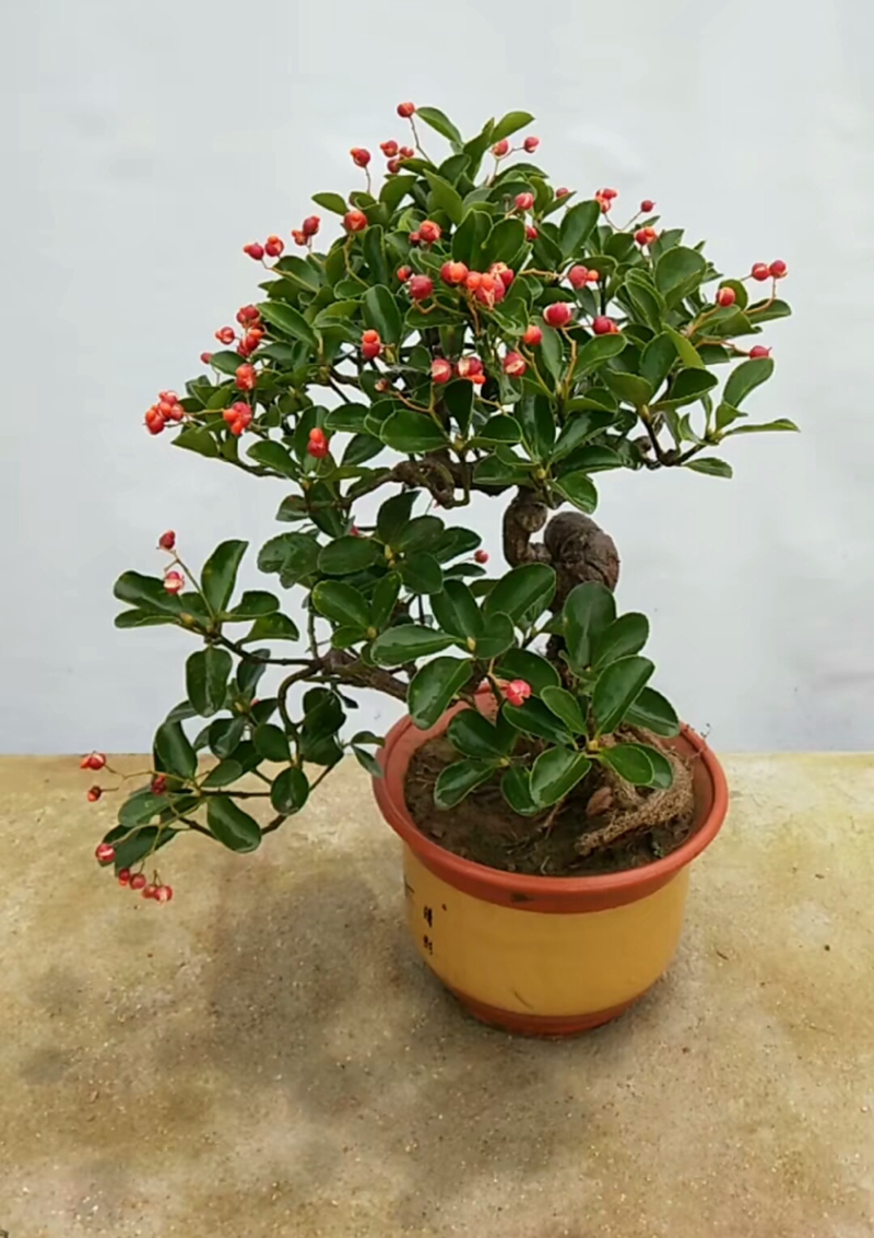 火棘也是很多人喜爱的观果盆景了,怎么样,你喜欢这样的观果盆景 ??