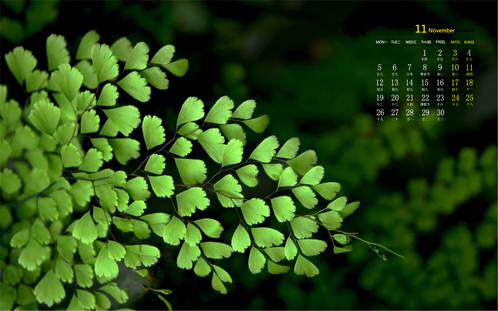2018年11月绿色护眼植物清新高清日历壁纸,分辨率:1920x1200
