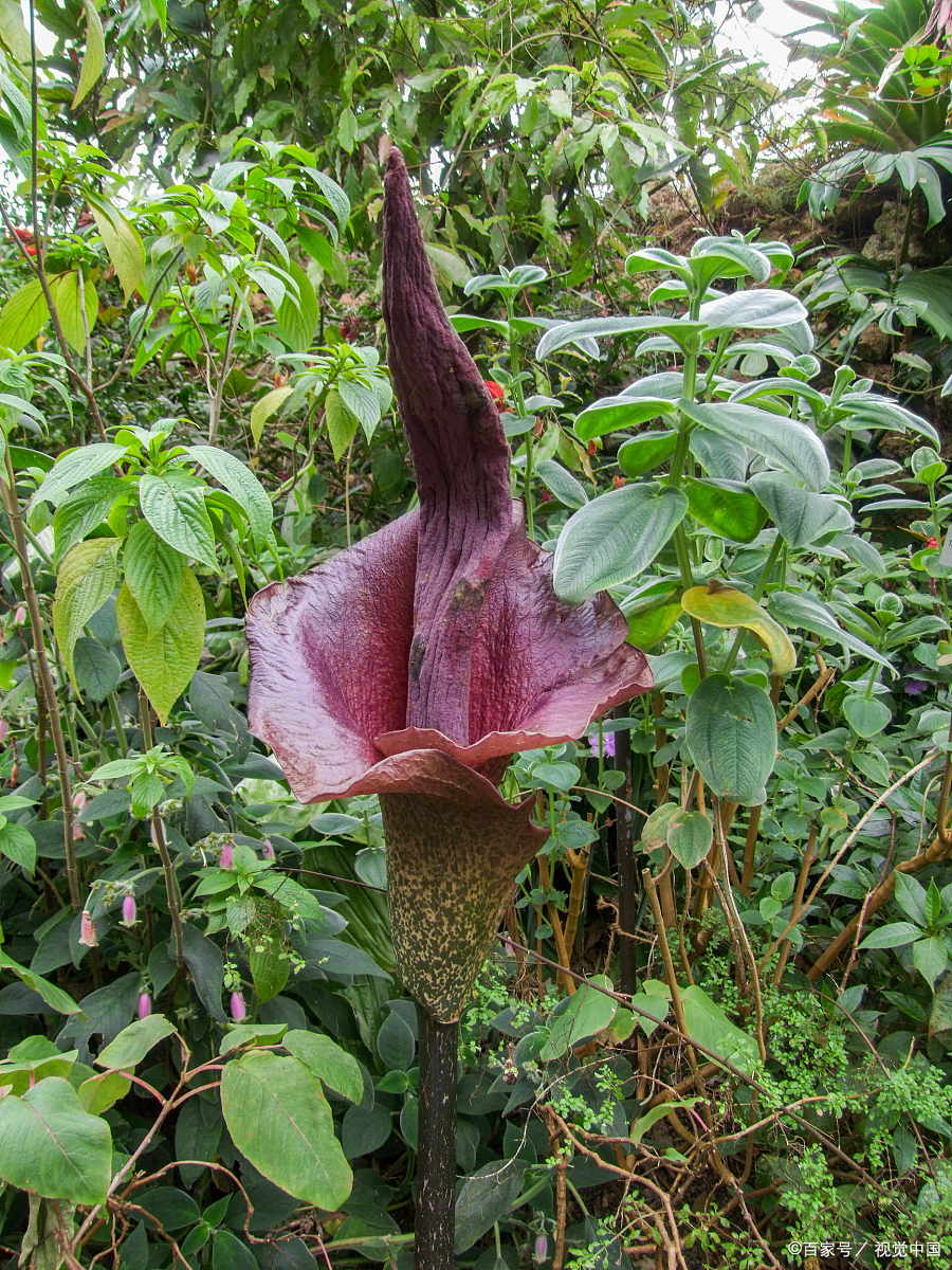 女神节魔芋赋魔力 魔芋食养靠kgm 轻食补充防肥胖