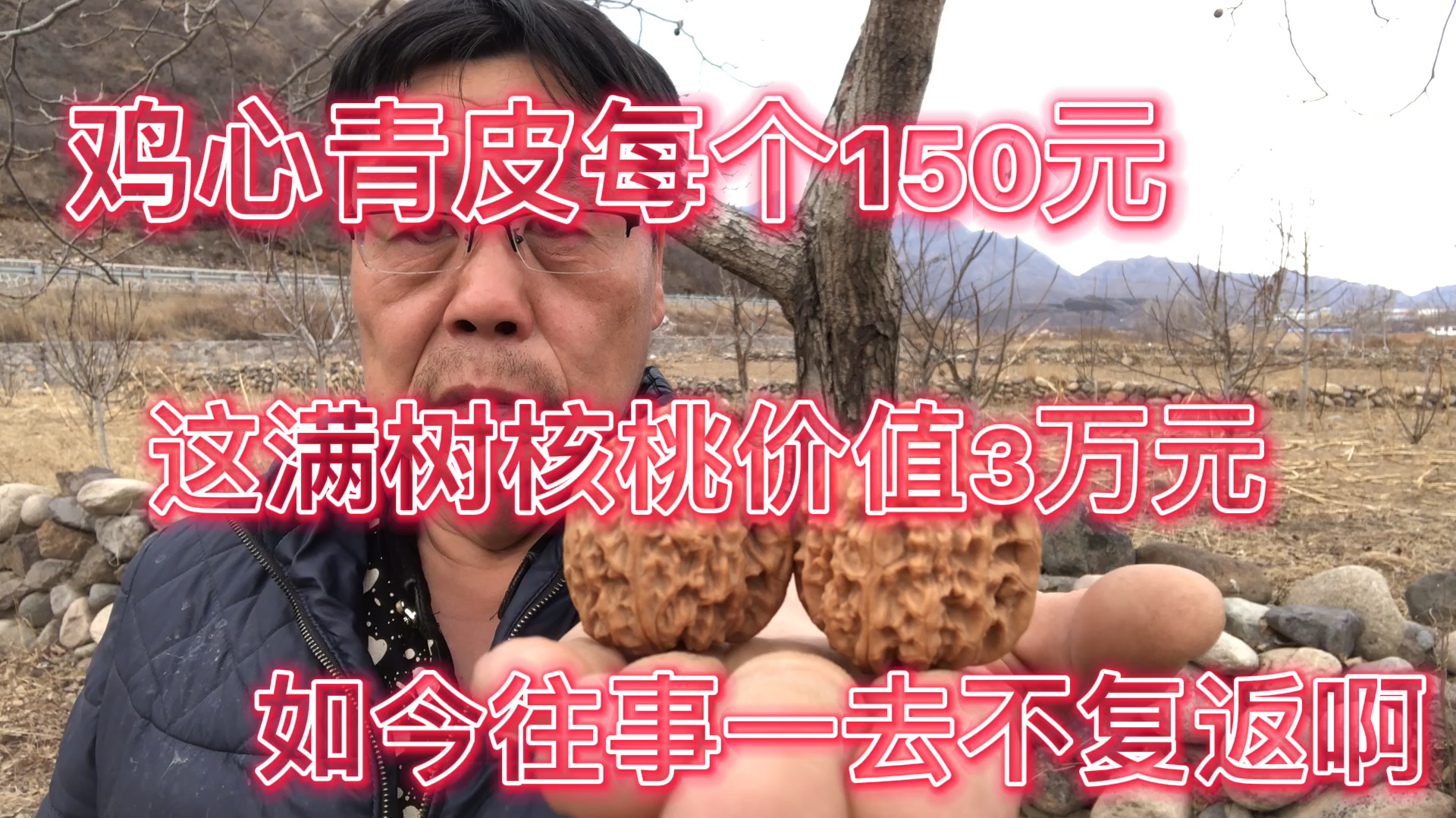 李主任家种植的“鸡心”文玩核桃,曾经满树核桃价值3万