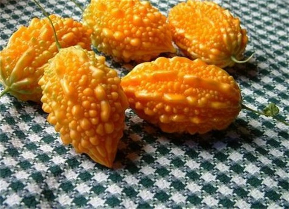 挂在藤蔓上的"小苦瓜",是许多人的儿时记忆,你吃过吗?