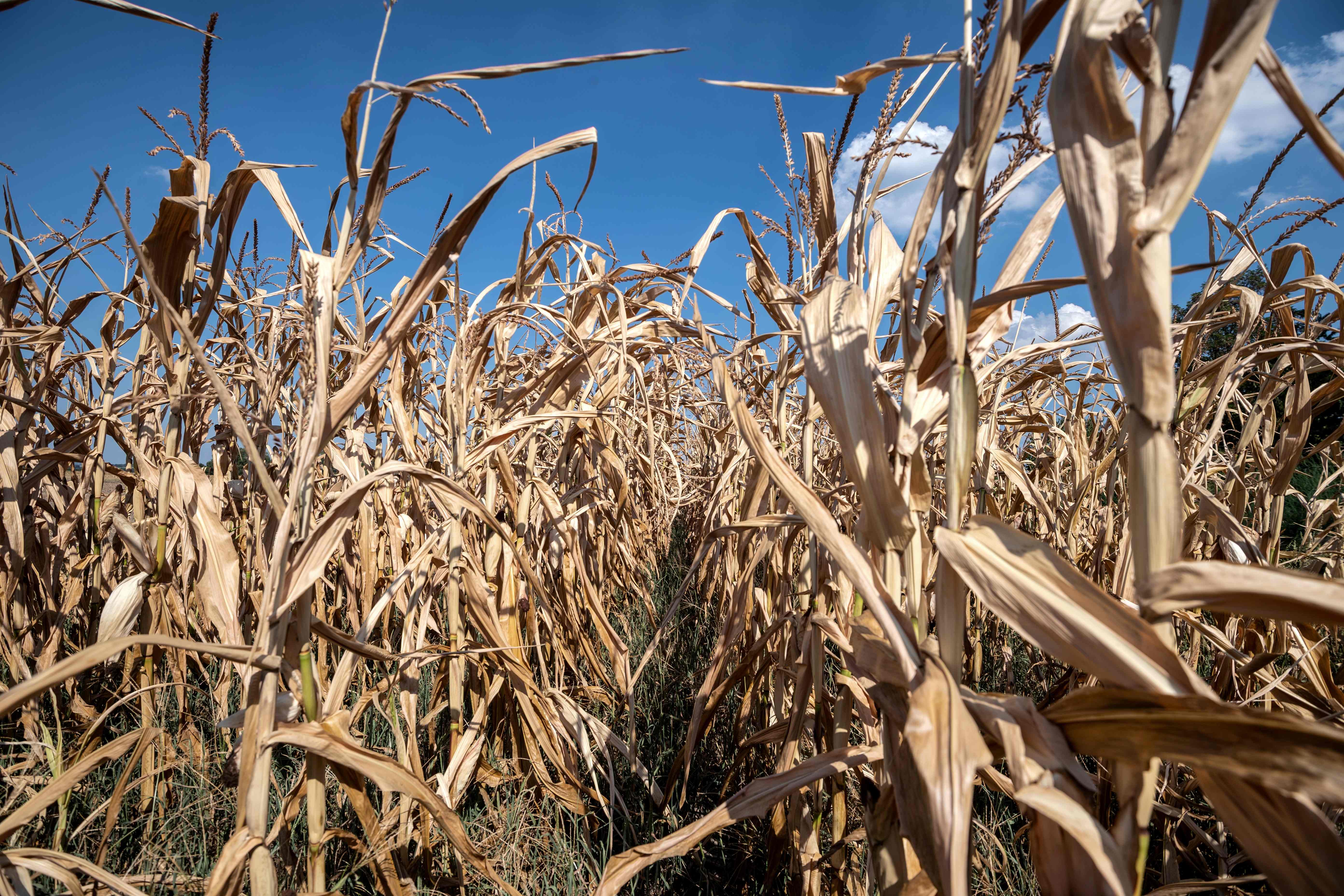 干旱的玉米田(6)
