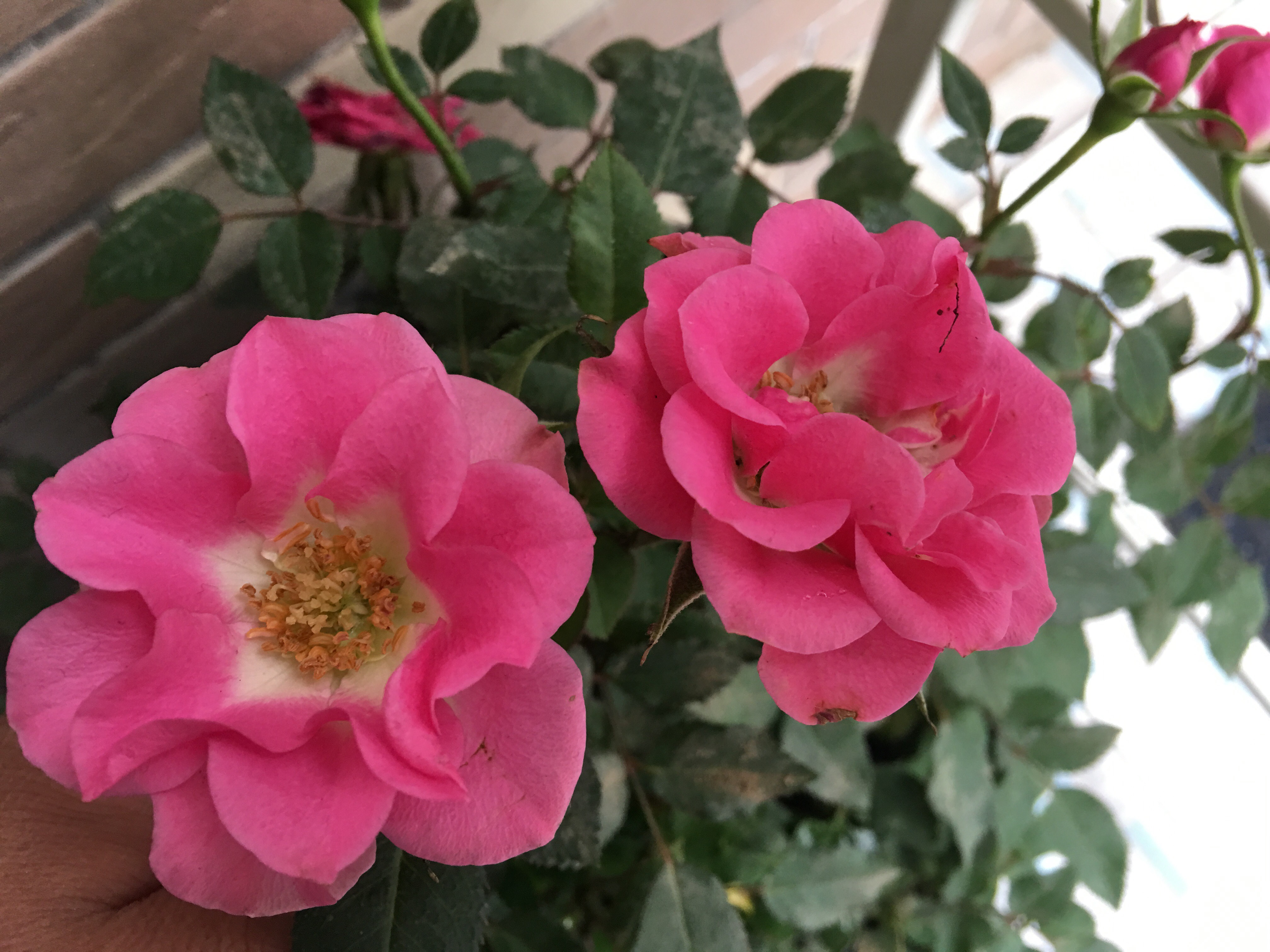 养月季,做好"这1点",一朵两朵三朵花,冬季也有漂亮的花开放