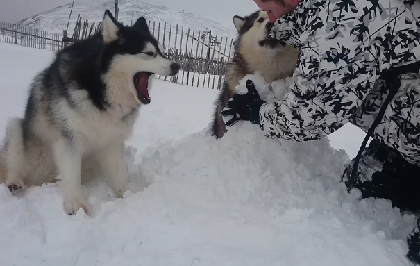 說好出來玩雪,主人卻玩起了