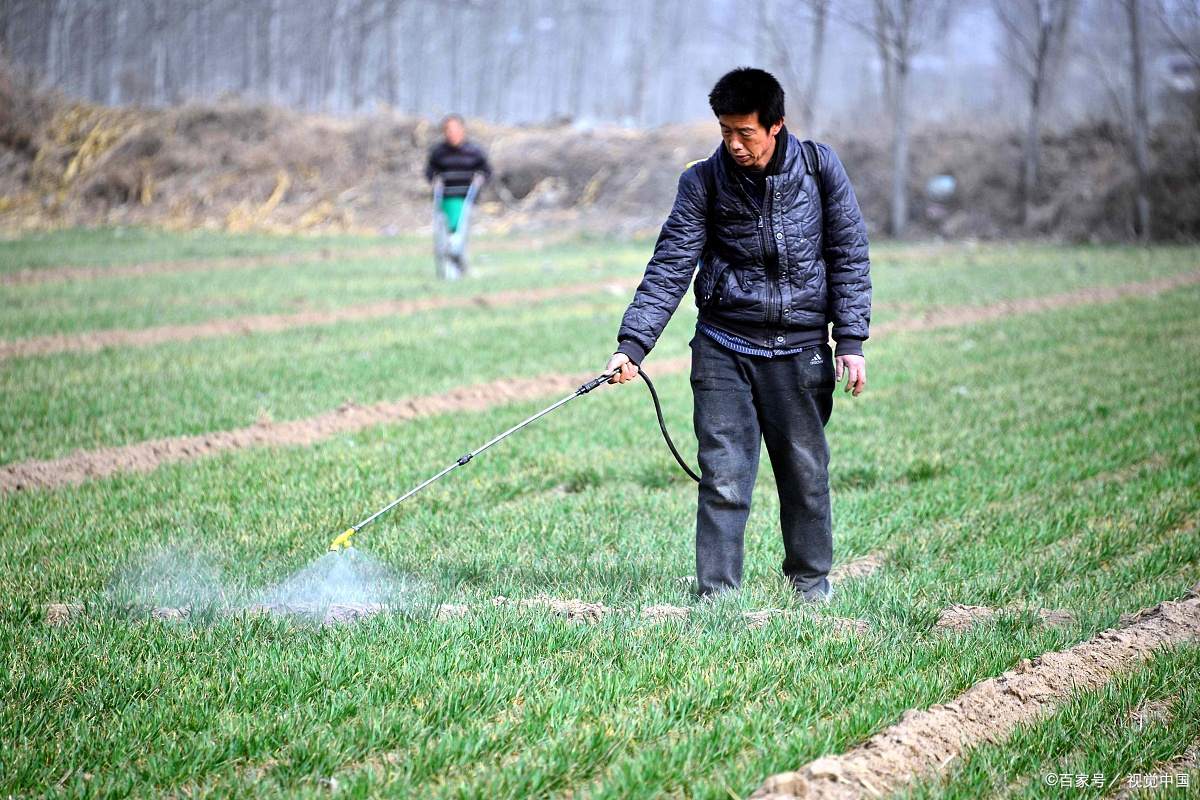小麦除草 - 优质问答专区