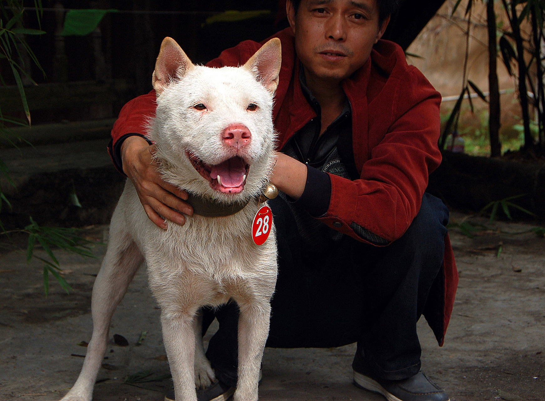 贵州下司犬图片