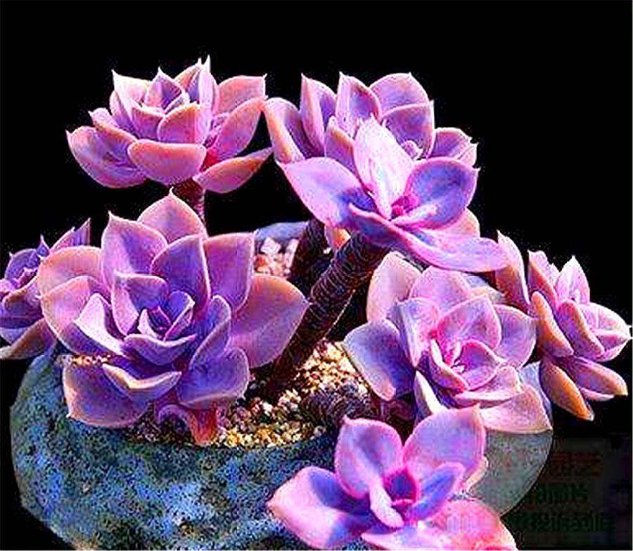 多肉紫珍珠老桩原来都是这么养出来的,只要"3招",时间缩短2倍