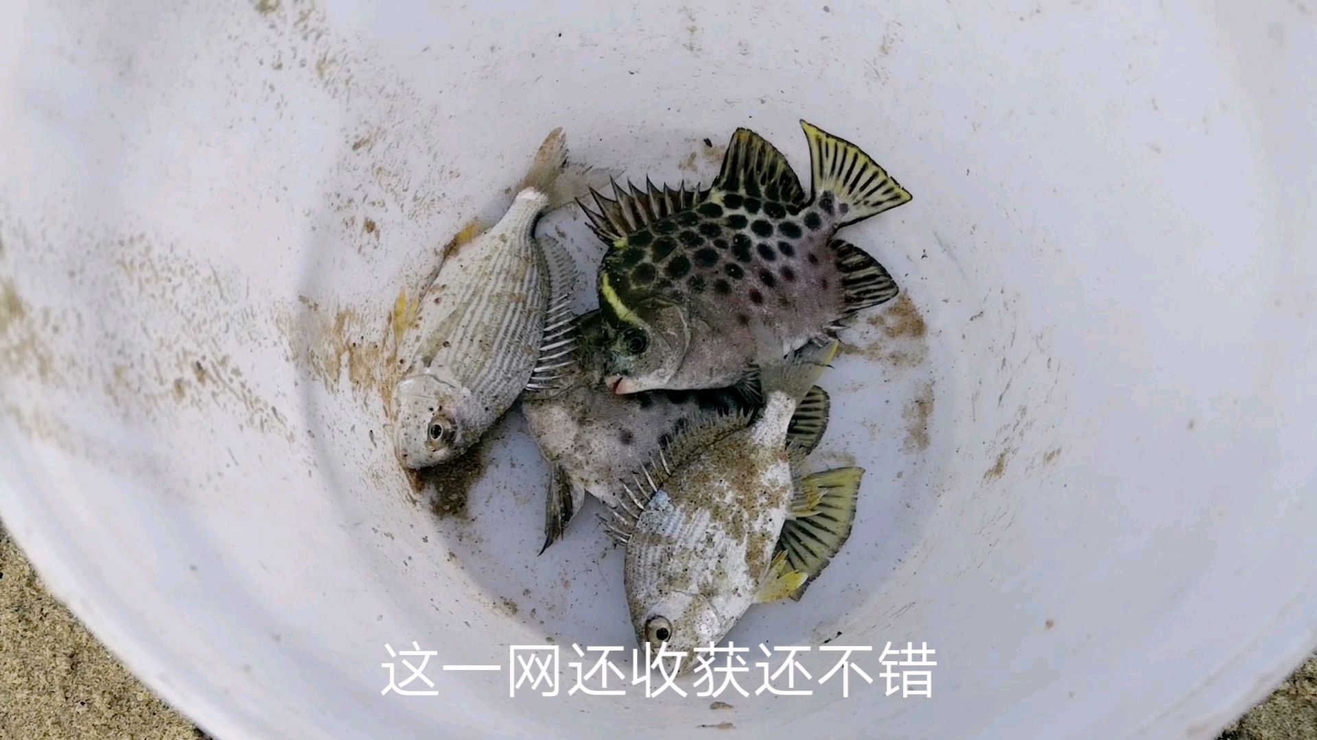 赶海撒网抓鱼,抓到野生金豉,胖头鱼,为什么好几斤鱼倒海里了
