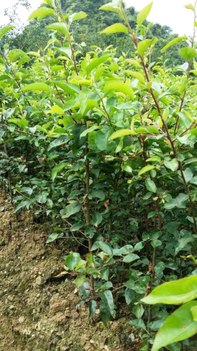 野生杜梨在我国华北和中原地区是嫁接梨树的优良砧木.