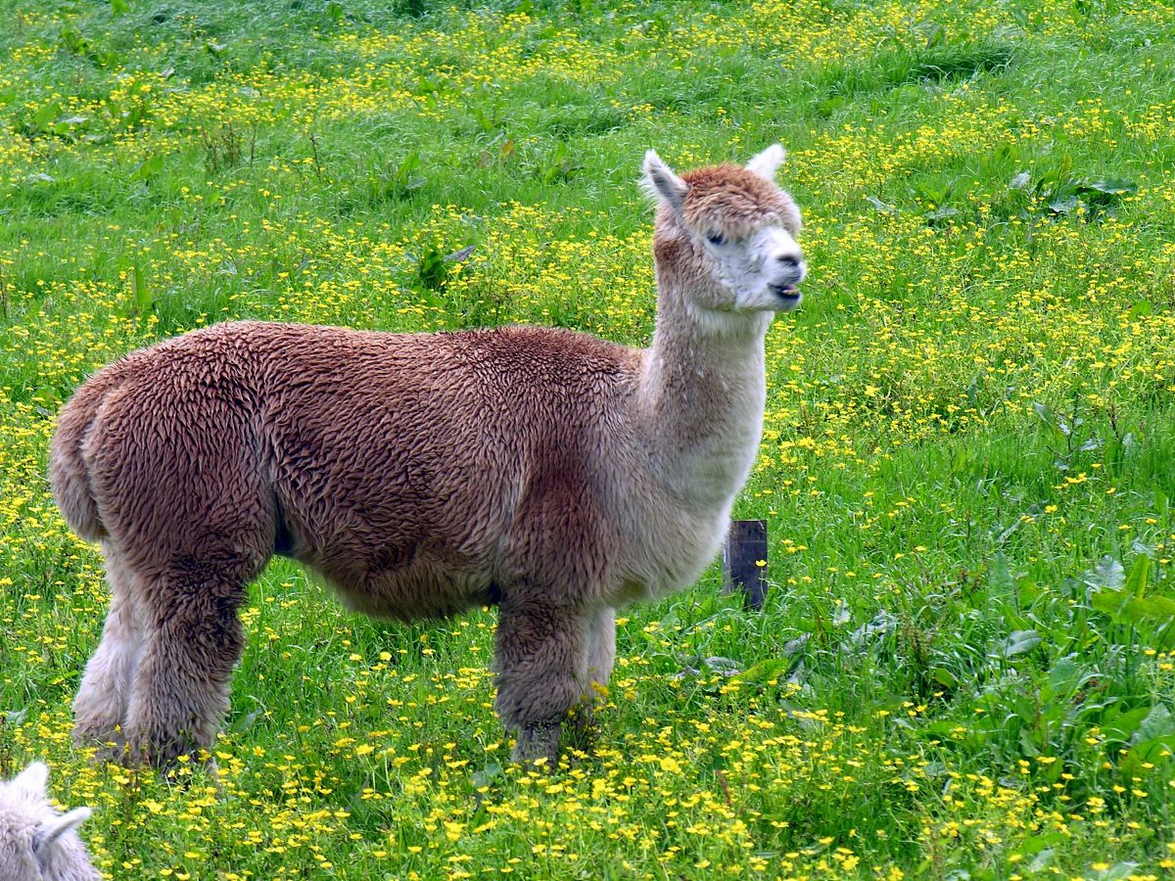 羊驼性情温驯伶俐,除野生种外,还有相当数量的驯良种,被印第安人广泛