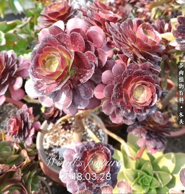 多肉法师系之梅花珀迪 aeonium plum purdy 欣赏!
