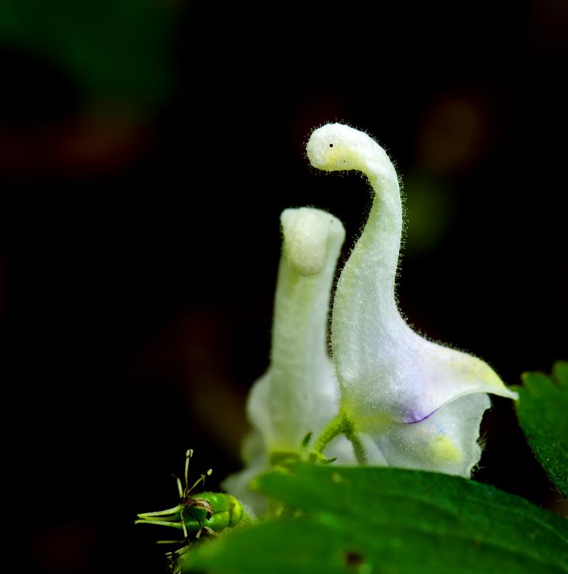 天鹅花