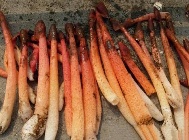 这"野菌"叫红鬼笔,颜色特别鲜艳,闻起来臭烘烘,价值高