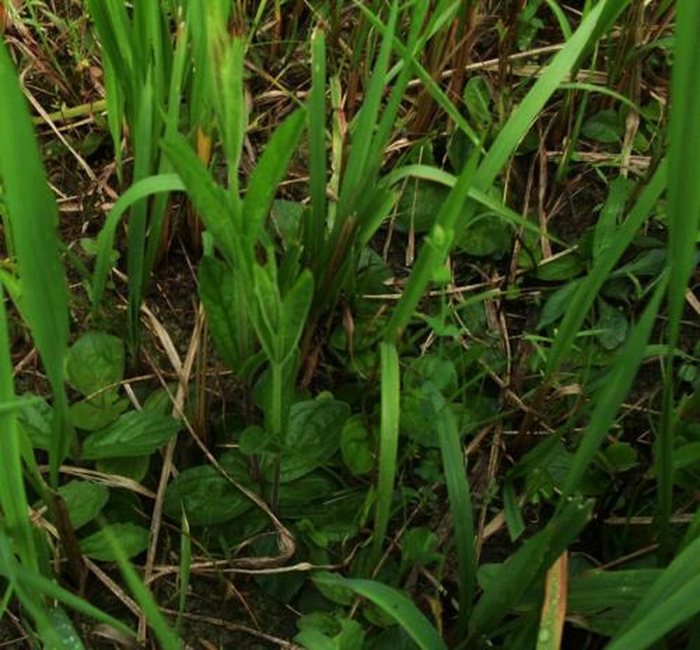 科普知识竞赛#鬼羽箭,为玄参科植物鬼羽箭的全草.