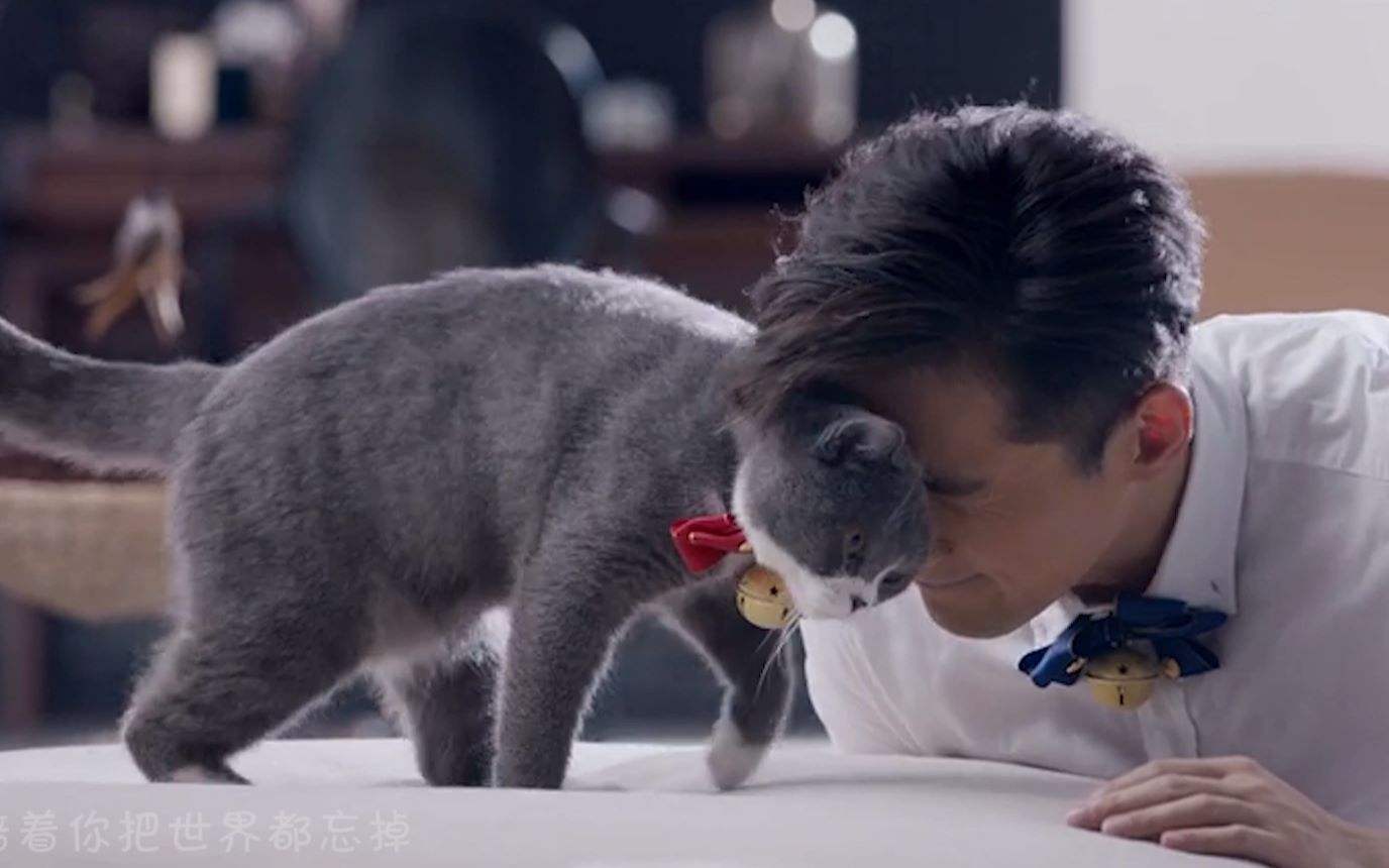 胡歌家的萌萌猫咪