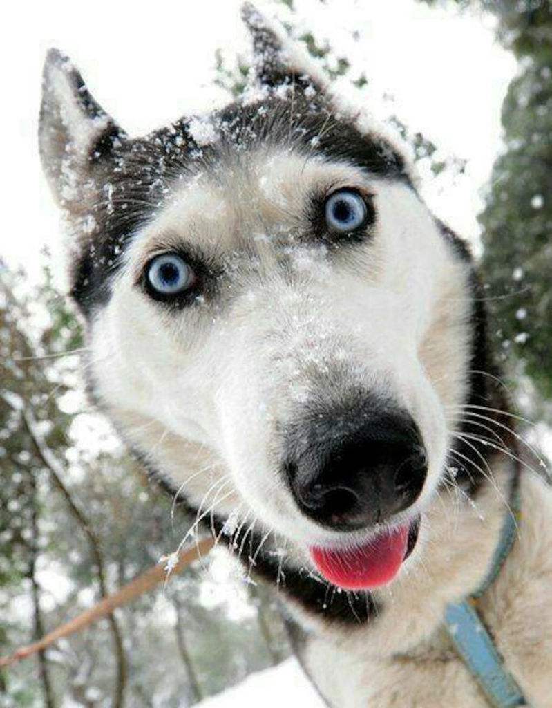 哈士奇,阿拉斯加雪橇犬和萨摩耶雪橇犬,你会区分吗?