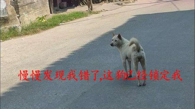 [图]白狗黄耳的中华田园犬有多聪明，戏耍我这个拍摄者2次，极品面相