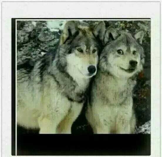 在中国,狼与哈士奇的长相差别很大吗?