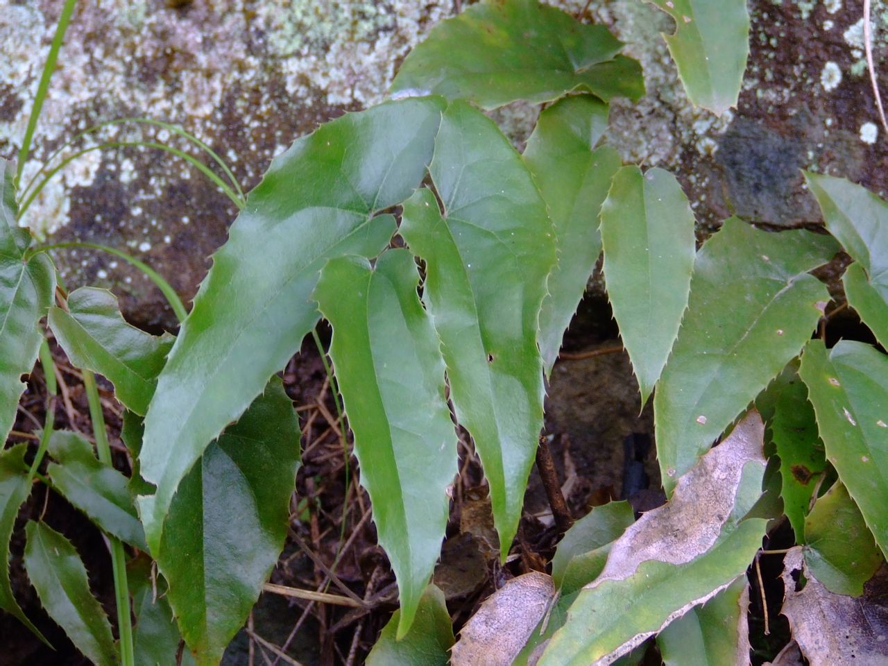 这种曾经常见的植物,有着极高的保健价值,能见到就是赚到
